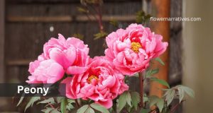peony flower