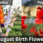 gladiolus and poppy flower august month birth flower