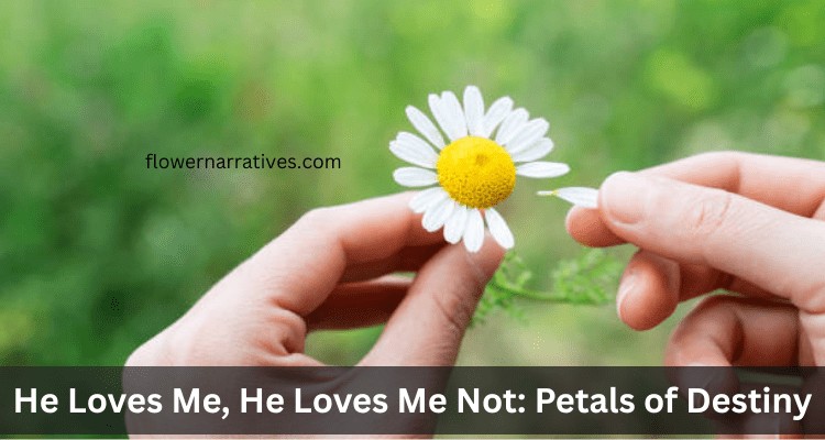 he loves me he loves me not