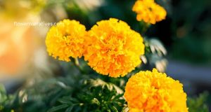 marigold
