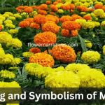 marigold flower
