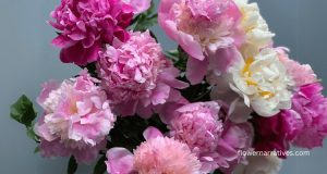 peony