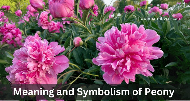 peony flower