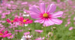 pink cosmos flower
