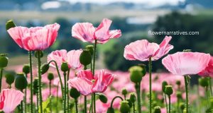 pink poppy flower
