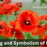 poppy flower