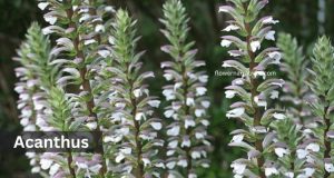 Acanthus cancer zodiac flower