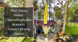 Amorphophallus titanum