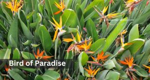 Aquarius Zodiac Flower Bird of Paradise