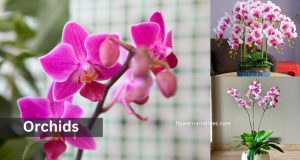 Aquarius Zodiac Flower Orchid