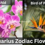 Aquarius Zodiac Flowers Orchid and Bird of Paradise