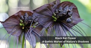 Bat flower