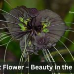 Black bat flower