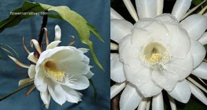 Brahma kamal flower