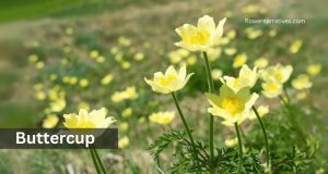 Buttercup Virgo Zodiac Flower