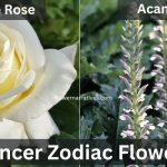 Cancer Zodiac Flowers