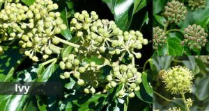 Capricorn Zodiac Flowers Ivy