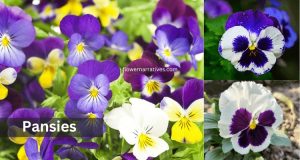 Capricorn Zodiac Flower Pansy