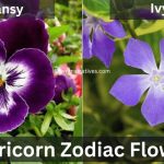 Capricorn Zodiac Flowers Pansy and Ivy