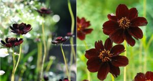 Chocolate Cosmos