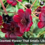 Chocolate Cosmos Flower