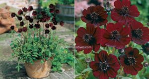 Chocolate flower