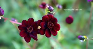 Chocolate smelling flower