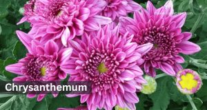 Chrysanthemum Virgo Zodiac Flower