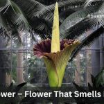 Corpse flower