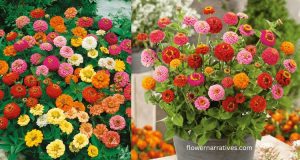 Different colors of zinnia