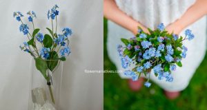 Forget me not flower meaning and symbolism