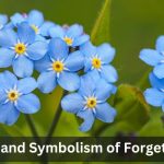Forget me not flower