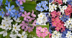 Forget me not flower colors meaning