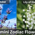 Gemini zodiac flower