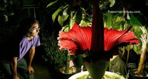 Giant Corpse flower