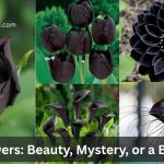 Is black flower bad luck