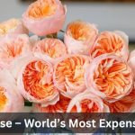 Juliet Rose World’s Most Expensive Rose