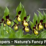 Lady slippers