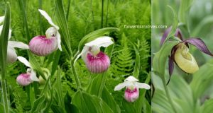 Lady slippers flower