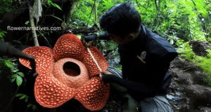 Largest Flower