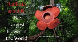 Largest Flower in the World