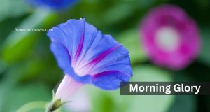 Libra Zodiac Flower Morning Glory