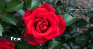 Libra Zodiac Flower Rose