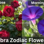Libra Zodiac Flowers Rose and morning glory