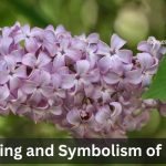 Lilac flower