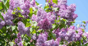 Lilac flower meaning and symbolism