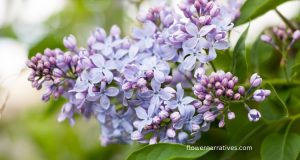 Lilac flowers