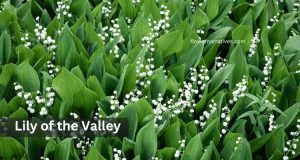 Lily of the valley gemini zodiac flower