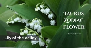 Lily of the valley taurus zodiac flower