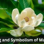 Magnolia flower